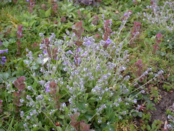 Myosotis hérissé